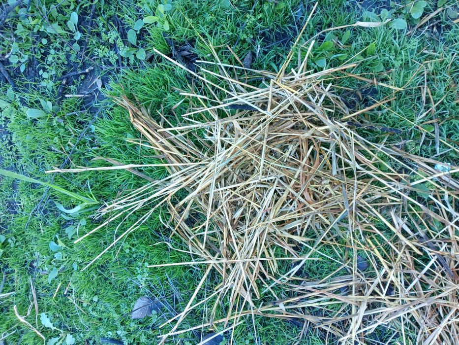 Baloti de ovaz...15 lei negociabil