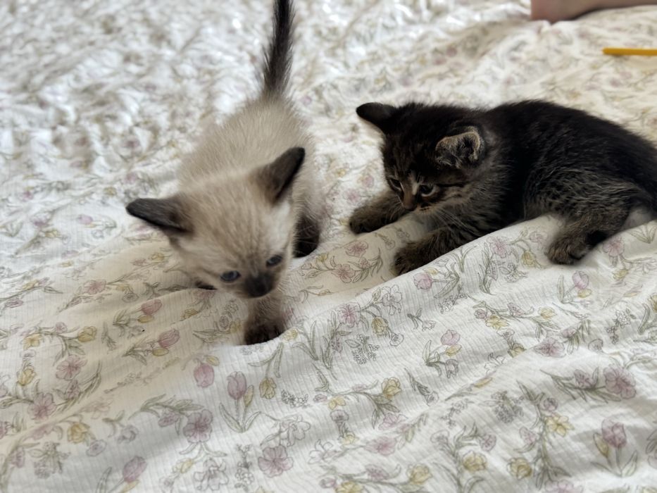 Отдам котят в добрые руки