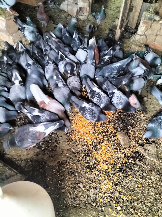 Porumbei caut un copil care dorește și îi plac porumbei