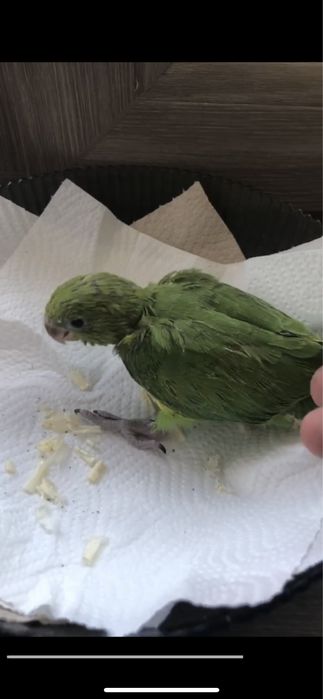 Попугай Ожирела