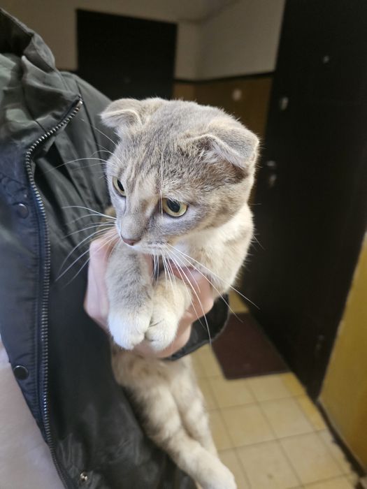 Кошку отдам в добрые руки