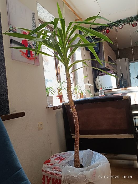 Продам пальму Юкка