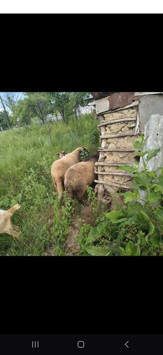 Vând un miel și o mia