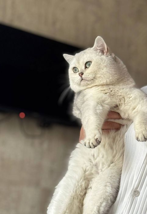 ВЯЗКА британский кот Серебристая
Шиншила vyazka mushuk nasil olishga