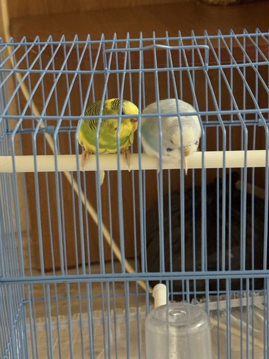 Канарейка парымен