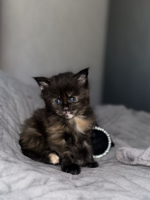 Мейн кун котята