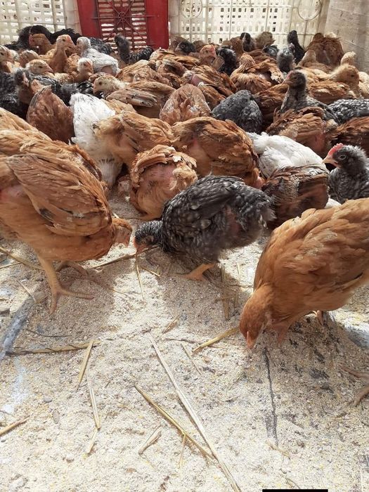 Ferma  de Păsări Romicom