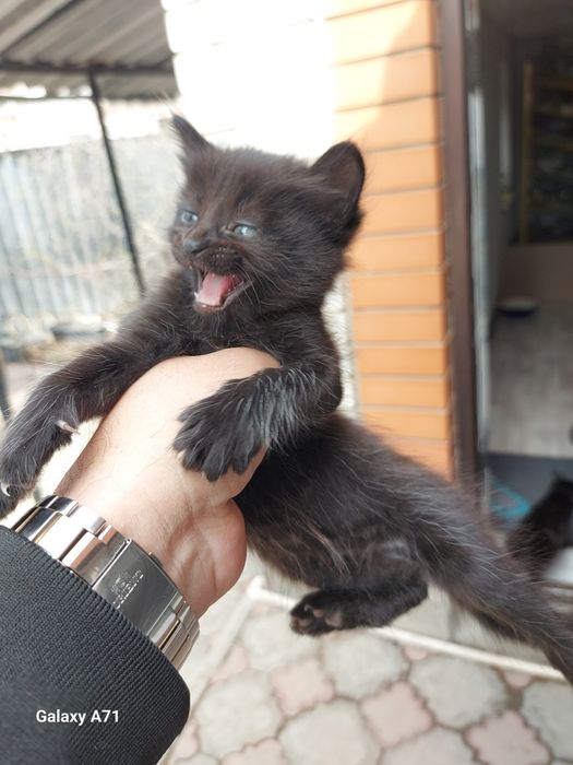 Продам кошечку.1 месяц.