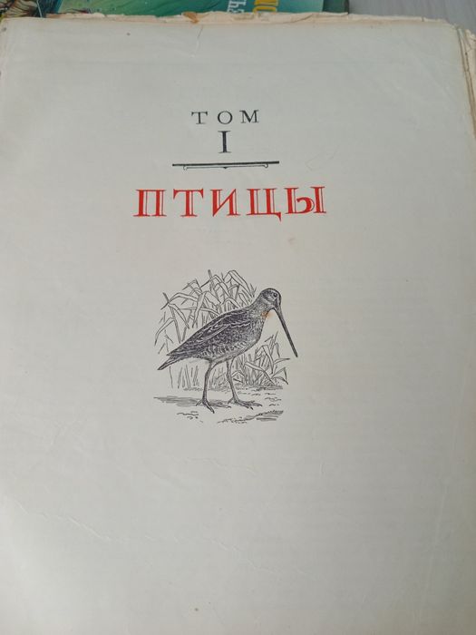 Роритет про охоту.