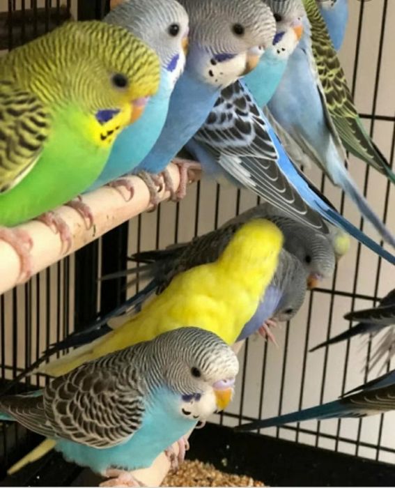 Попугай Волнистые