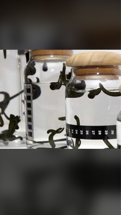 Пиявки аптечные и васточные