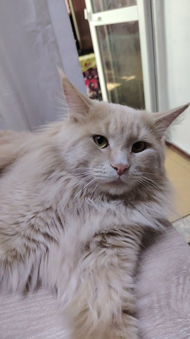 Кот мейнкун не кастрирован