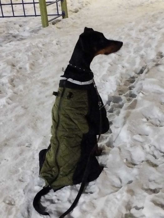 Доберман ищет подружку!