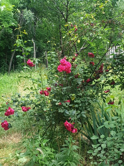 vând casă lângă  Balș  cu 3500 m