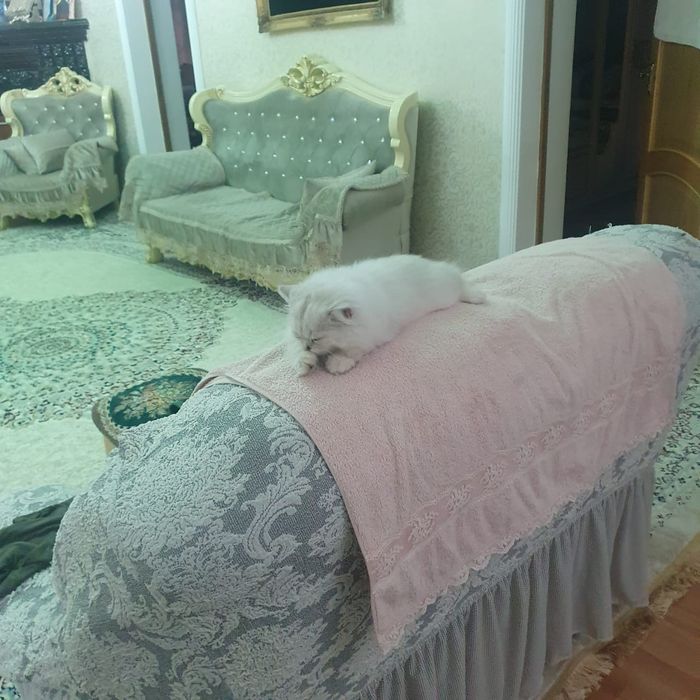 Котёнок британец шиншила 4 месяца