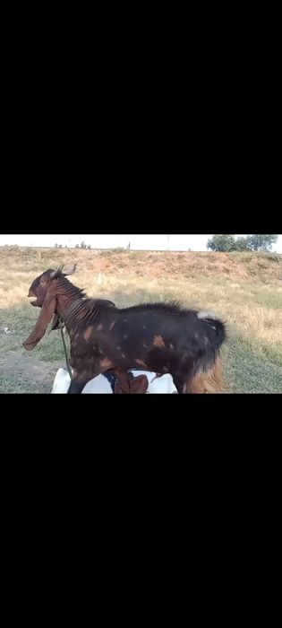 Камори теке сатылады.