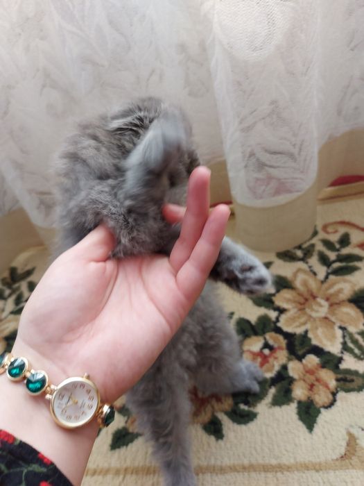 Кошки.  Мушукчалар