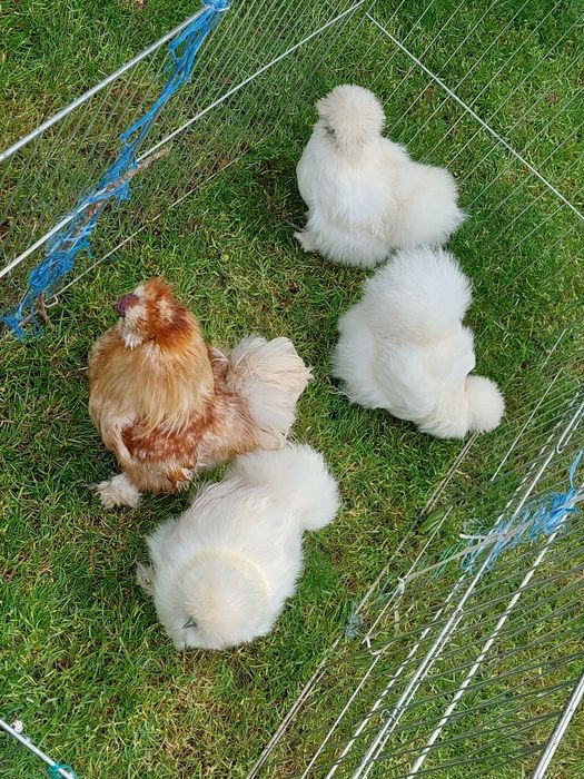 Mătase Japoneză  Albe și Colorate