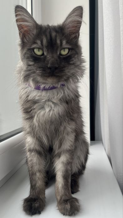 Котик в добрые руки