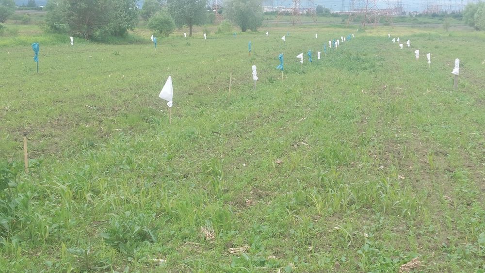 Teren extravilan pt cabana , gradina situat in zona DEALUL  DAII (SERVICE EXPRES , KUKA )