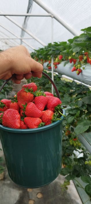 Stoloni de capsuni și puieți albiția