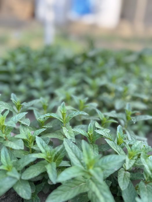 Сажонцы , отроски прямо с огорода