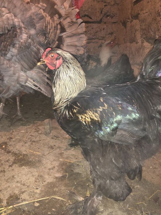 Петухи браммы самцы