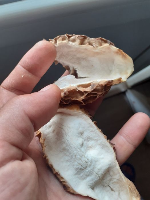 Ciuperci Zbarciogi Morchella Elata, Esculenta