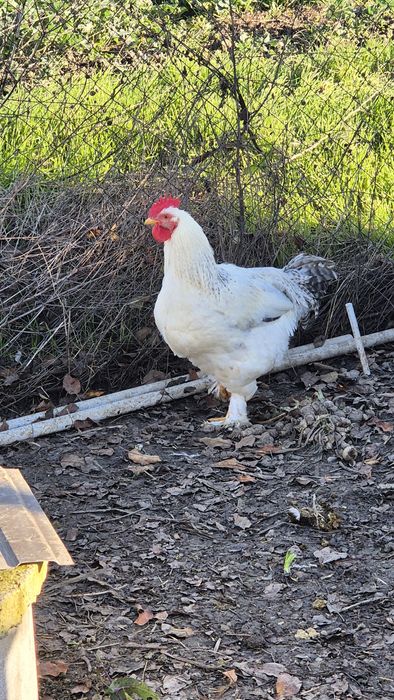 Păsări de vânzare