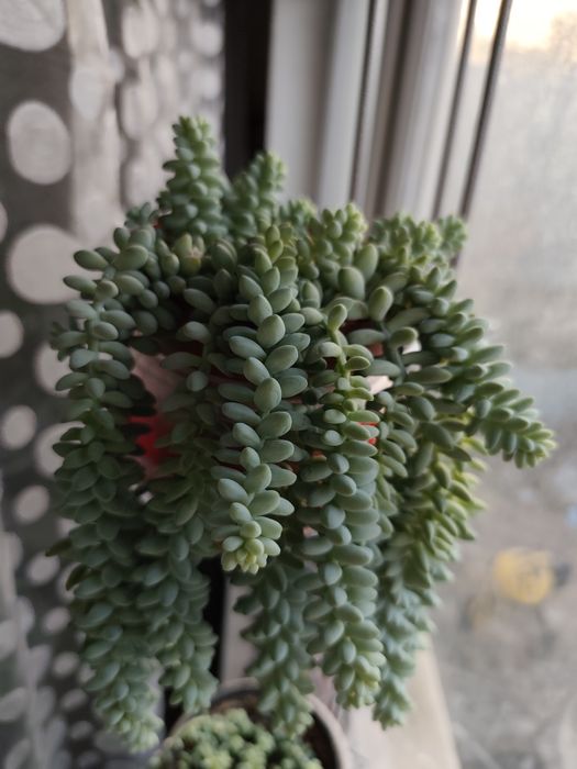 Седум седум Бурито