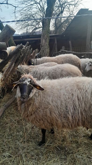 Vand oi si țap alpin