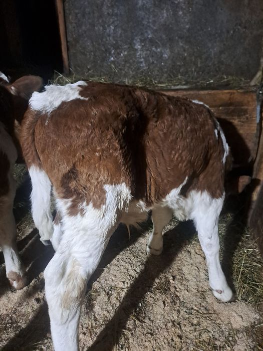 Sugari băltată si angus.