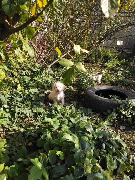 Două cățelușe de talie mică aprox 4 luni