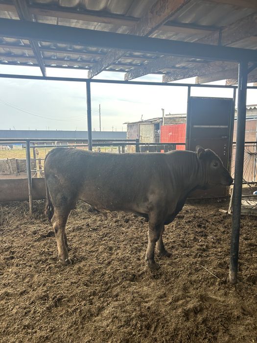 Семіз откорм бұқа