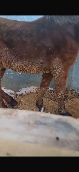 Продам лошадей  г Астана