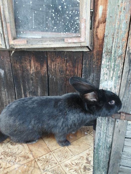 Vand sau schimb iepuroi