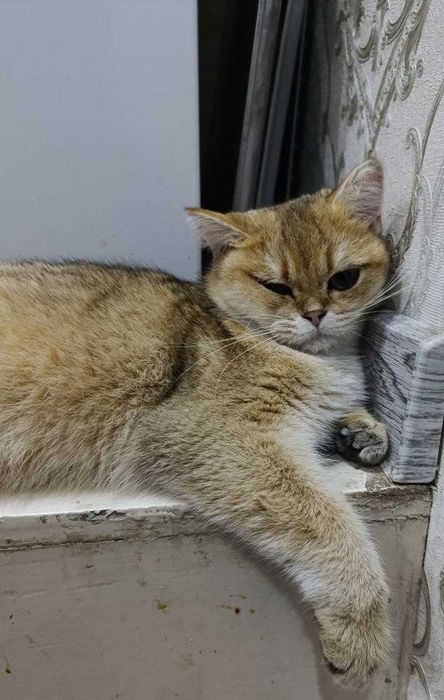 Продаётся кошка породы Золотая Шиншилла