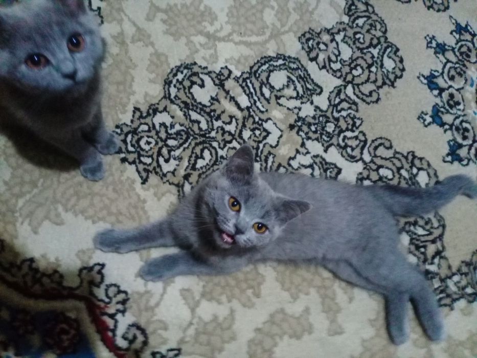 Срочно котята продаются