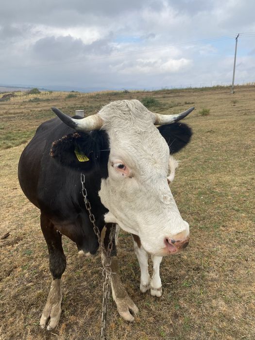 Vaca de vanzare