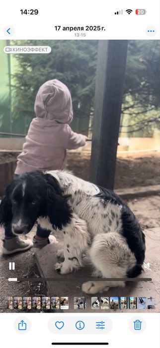 Пропала собака дратхаар