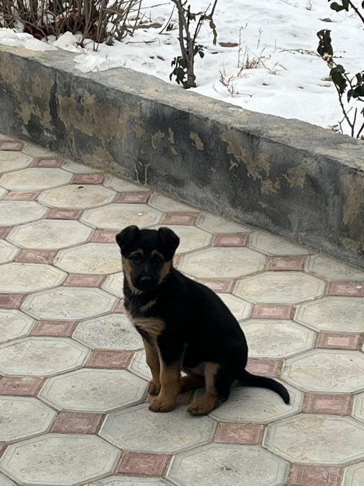 Овчарка сатылады багасы 50000