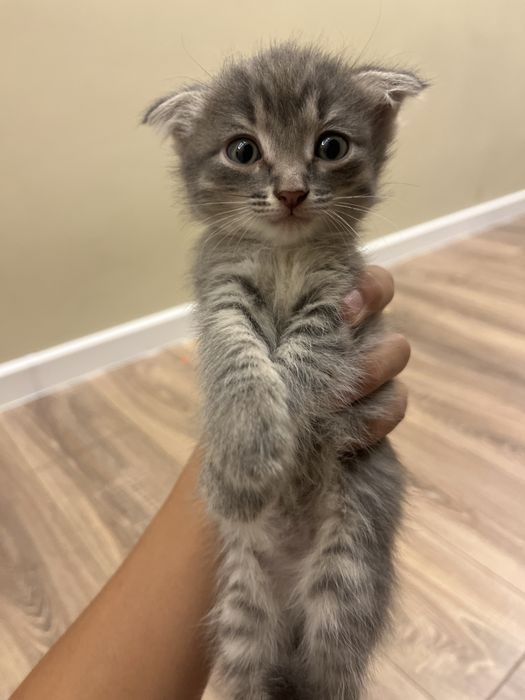 Котята разные цвета