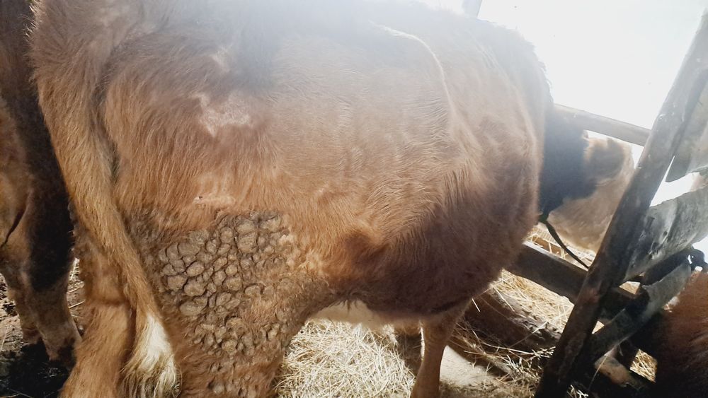 Продам корову белогол.порода