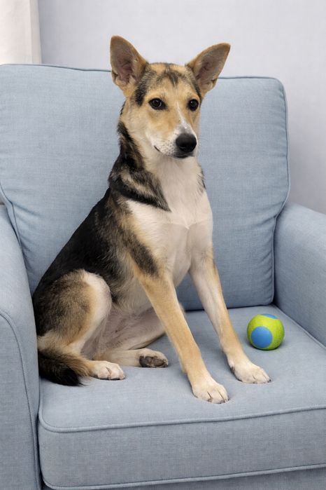 Принесет счастье в семью