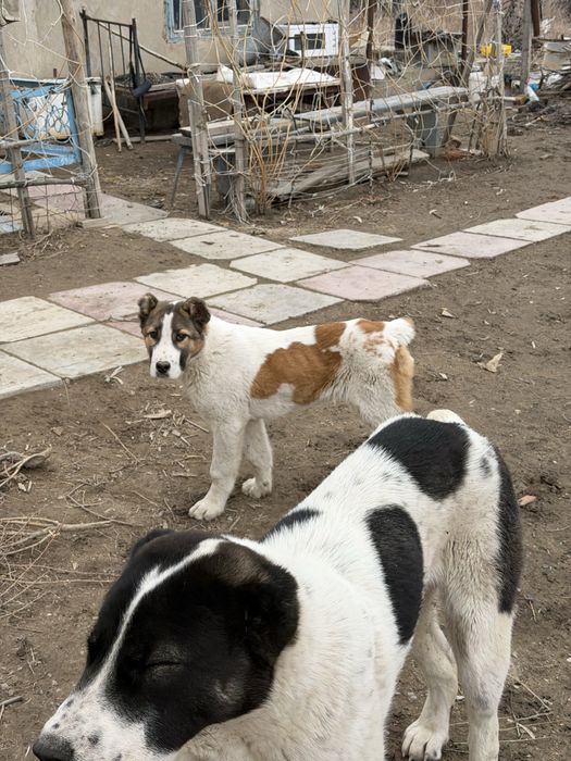 Қазақ төбет күшігі сатылады!!!