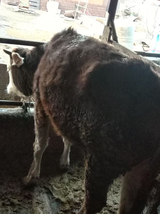 Продам телку 1,5года