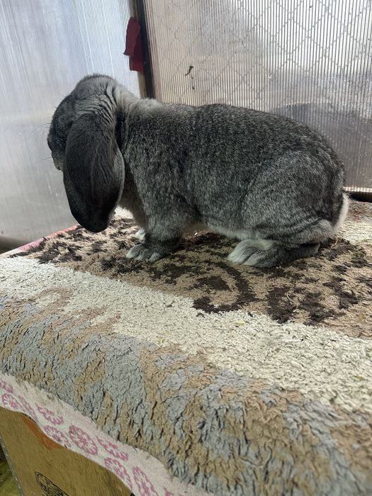 Iepuri berbec german