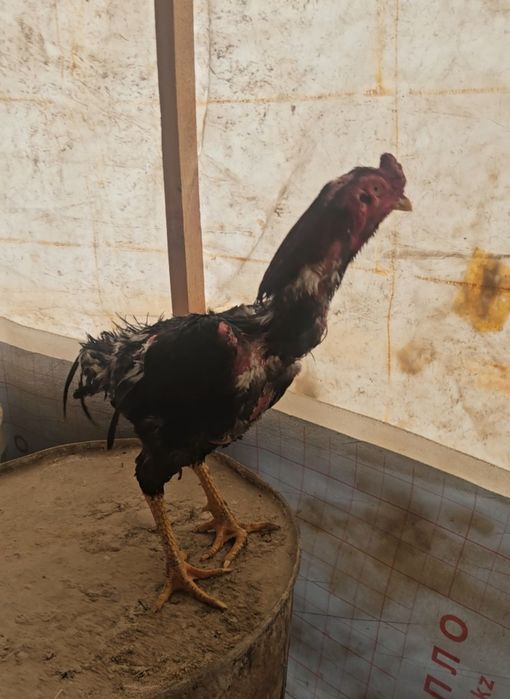 Продам бойцовский петухов