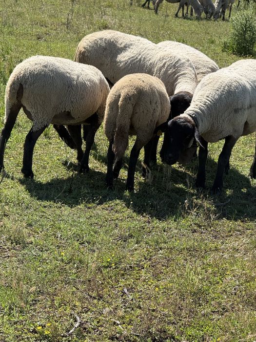 Vând 5 oi suffolk