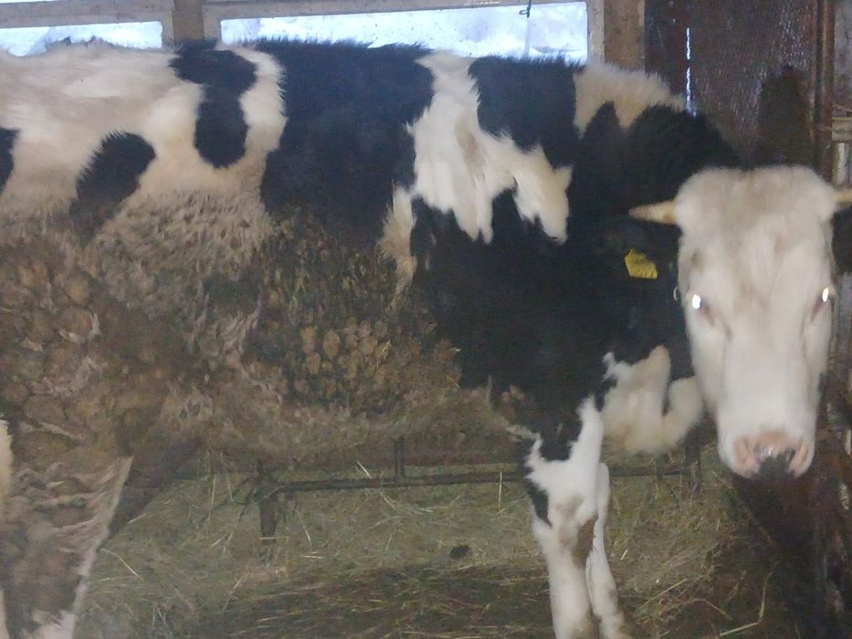 Vand juninca montata